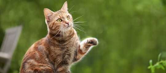 Braune getigerte Katze mit gelb-grünen Augen hebt eine Pfote im Garten