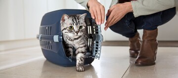 Graue getigerte Katze mit gelben Augen verlässt eine blaue Transportbox, während eine Person die Tür öffnet, auf einem gefliesten Boden.