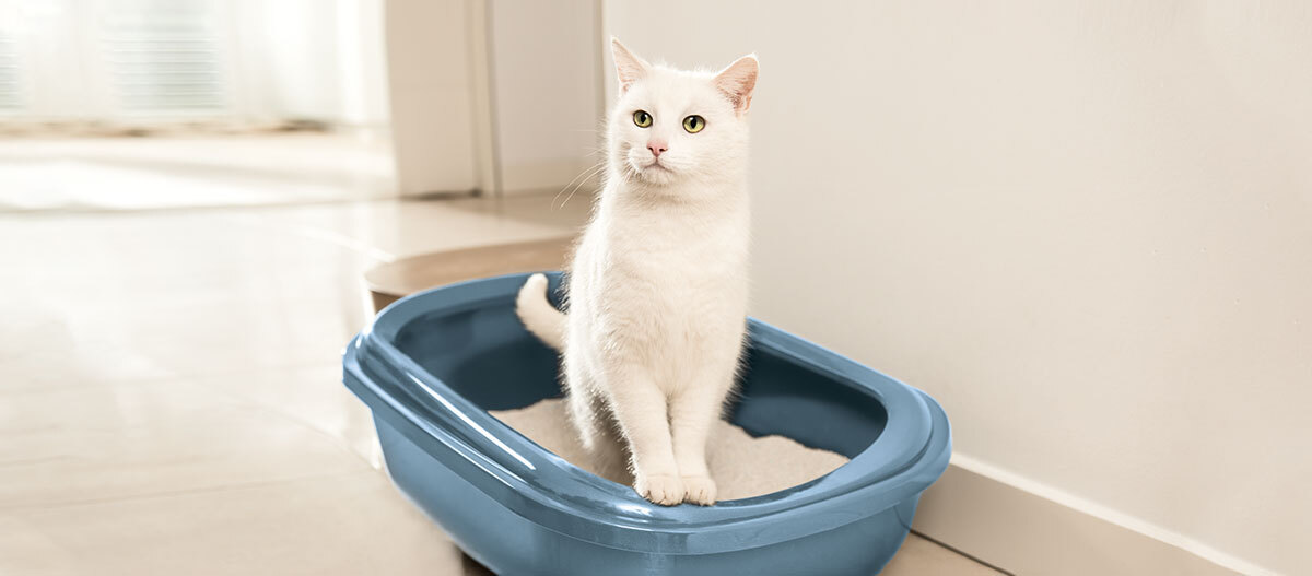 Eine Katze sitzt im Katzenklo Weißer Kater sitzt ruhig in blauem Katzenklo mit Katzenstreu auf hellem Fliesenboden