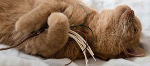 Anleitung DIY Spielzeug für Katzen.