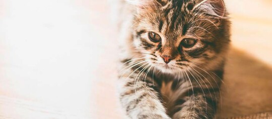 Niedliches getigertes Kätzchen liegt entspannt auf hellem Boden, Nahaufnahme eines flauschigen Katzenbabys