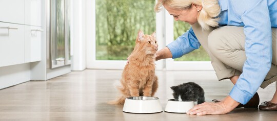 Frau füttert zwei Katzen in moderner Küche, orangefarbener Tabby und schwarz-weißes Kätzchen mit Futternäpfen