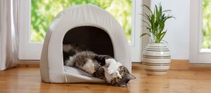Gemütliche Szene mit einer getigerten Katze, die entspannt in einem beigen Iglu-Katzenbett auf einem Holzboden liegt, neben einer weißen Vase mit grüner Pflanze vor großen Fenstern.