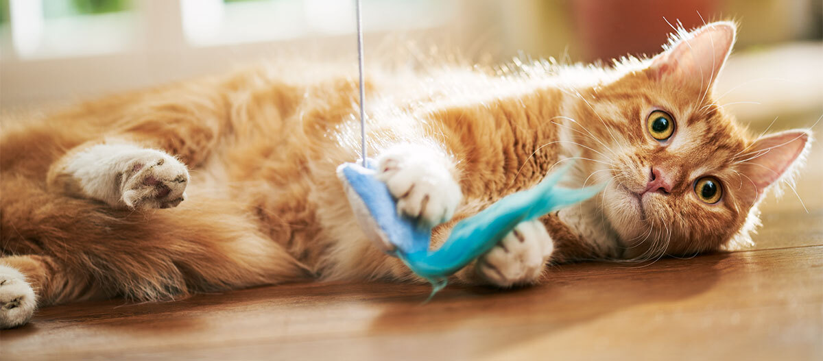 -5f2cfc7238638--5f2cfc723863aRatgeber-Katze_Katzenangel_1200x527.jpg Eine Katze spielt mit einer Katzenangel.