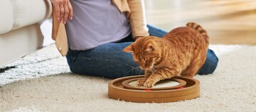 Orangefarbene Katze spielt mit einem Holzspielzeug mit Kratzfläche auf einem Teppich, während eine Person daneben sitzt.