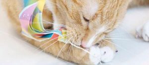 Anleitung DIY Spielzeug für Katzen.