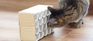 Anleitung DIY Spielzeug für Katzen.