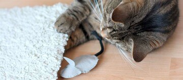 Gemütliche getigerte Katze liegt auf Holzboden und spielt mit grauer Stoffmaus unter weißer Decke