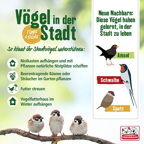 Infografik mit Tipps zur Unterstützung von Stadtvögeln wie Amsel, Schwalbe und Spatz durch Nistkästen, Futter und Pflanzen.