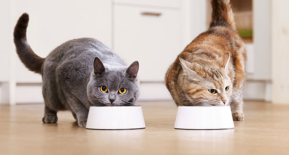 Zwei Katzen fressen aus Näpfen Zwei Katzen, eine graue Britisch Kurzhaar und eine getigerte, fressen aus weißen Futternäpfen auf dem Küchenboden.