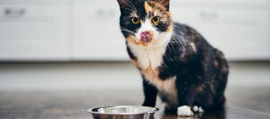 Katze sitz vor einem Futternapf und leckt sich das Maul