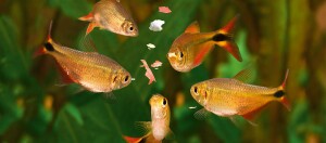 Fische essen Flockenfutter im Aquarium.