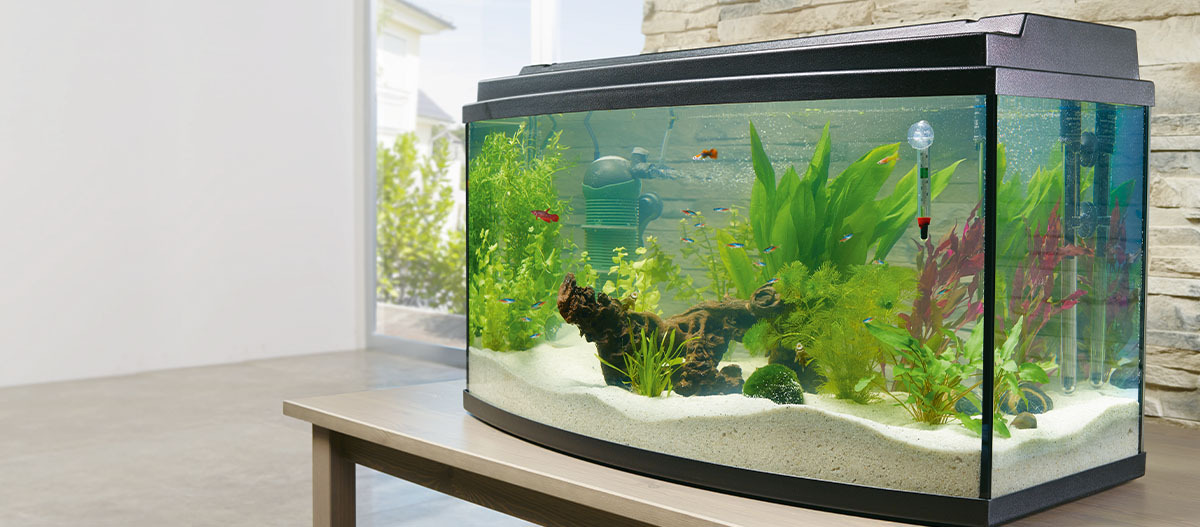-5f31645b26d18--5f31645b26d1aFN_Kategorie_Aqua_Aquarien_1200x527.jpg Modernes Aquarium mit bunten Fischen, grünen Wasserpflanzen, weißem Sand und Filteranlage auf einem Holztisch in einem hellen Raum.