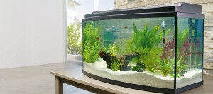 Ein Aquarium steht auf einem Tisch.