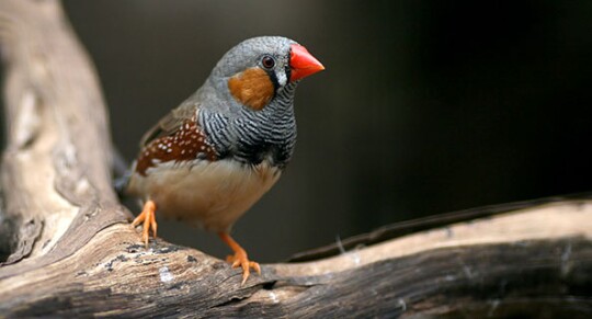 Nahaufnahme eines Zebrafinken mit orangefarbenem Schnabel auf einem Ast vor dunklem Hintergrund