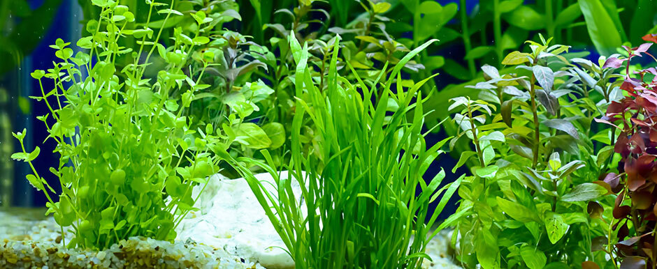 Wasserpflanzen im Aquarium Bunte Aquarienpflanzen in verschiedenen Grüntönen wachsen gesund in einem gepflegten Aquarium mit Kiesboden.