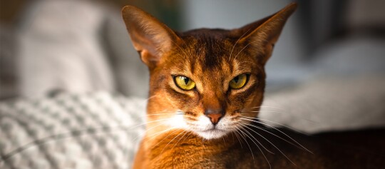 Nahaufnahme einer Abyssinierkatze mit gelb-grünen Augen und rötlich-braunem Fell