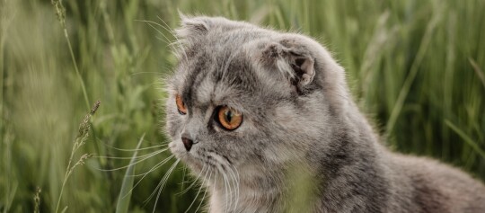 Nahaufnahme einer grauen Scottish Fold Katze mit bernsteinfarbenen Augen im grünen Gras