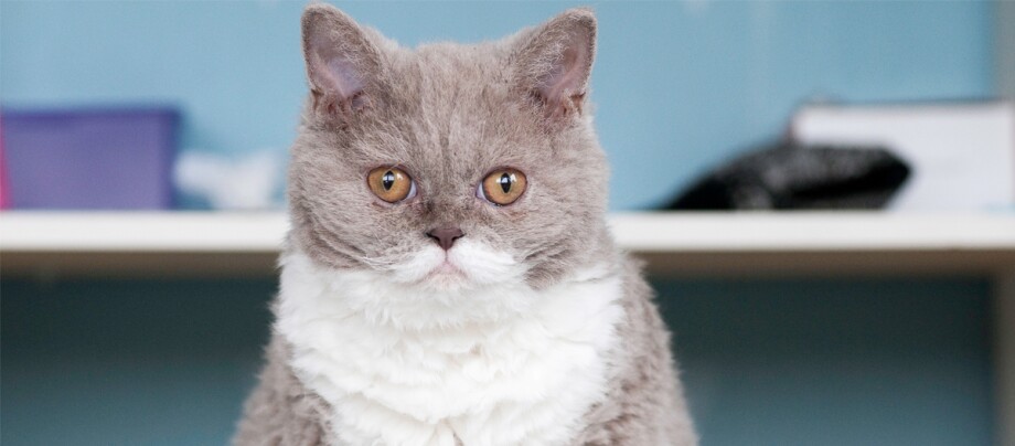 Eine Nahaufnahme einer Selkirk Rex Niedliche graue und weiße Katze mit lockigem Fell und bernsteinfarbenen Augen vor blauem Hintergrund
