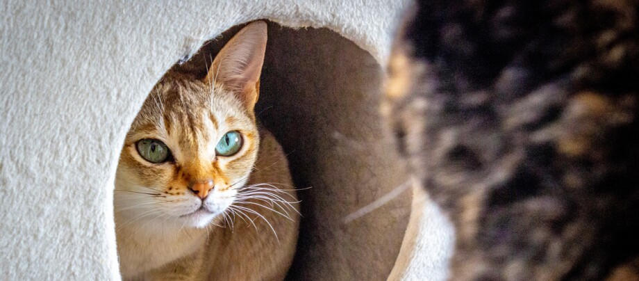 -5f338ebdd6741--5f338ebdd6743ratgeber_Katze_rasse_portraits_singapura1_1200x527.jpg Nahaufnahme einer Katze mit grünen Augen, die aus einem runden Loch eines beigen Katzenbaums schaut, mit einer unscharfen Katze im Vordergrund