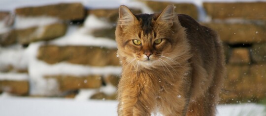 Braune getigerte Katze mit gelb-grünen Augen läuft im Schnee vor einer verschneiten Steinmauer