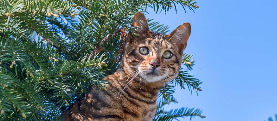 -5f338ec2c8917--5f338ec2c8918ratgeber_Katze_rasse_portraits_toyger1_1200x527.jpg Nahaufnahme einer Bengal-Katze mit geflecktem Fell, die durch die Zweige eines grünen Nadelbaums schaut, vor klarem blauem Himmel.