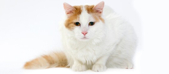 Flauschige weiße Katze mit orangefarbenen Flecken auf Kopf und Schwanz sitzt ruhig vor weißem Hintergrund