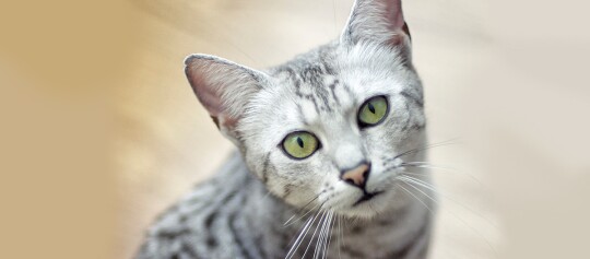 Nahaufnahme einer grauen getigerten Katze mit grünen Augen vor unscharfem Hintergrund