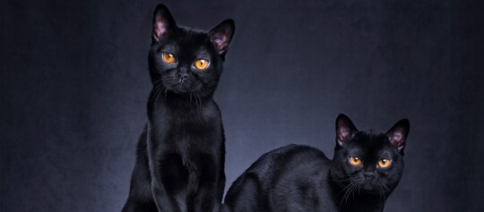 Zwei elegante schwarze Katzen mit leuchtend orangen Augen vor dunklem Hintergrund