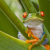 Rotaugenlaubfrosch