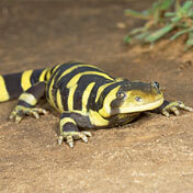 Tigersalamander