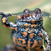 Chinesische Rotbauchunke