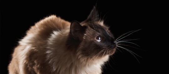 Nahaufnahme einer Siamkatze mit blauen Augen und dunklem Gesicht vor schwarzem Hintergrund