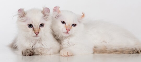 Zwei flauschige weiße Kätzchen liegen nebeneinander auf weißem Hintergrund, mit sanften dunklen Abzeichen an Ohren und Pfoten.