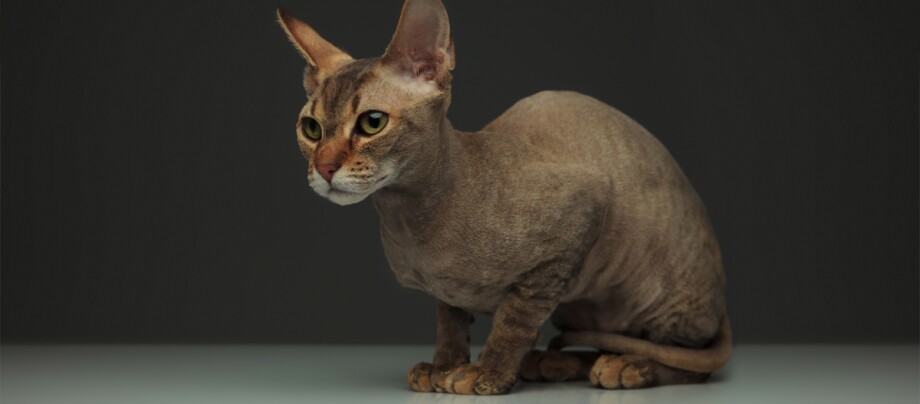 Eine braune Peterbald Katze. Nahaufnahme einer Sphynx-Katze mit haarlosem, faltigem Körper und grünen Augen vor dunklem Hintergrund