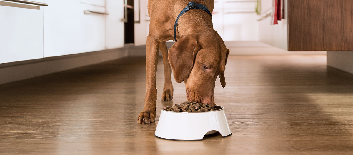 -5f352fc07c630--5f352fc07c631FN_Kategorie_Hund_Hundefutter_Hundefutter_1200x527.jpg Brauner Hund mit schwarzem Halsband frisst Trockenfutter aus weißem Napf auf Holzboden in moderner Küche
