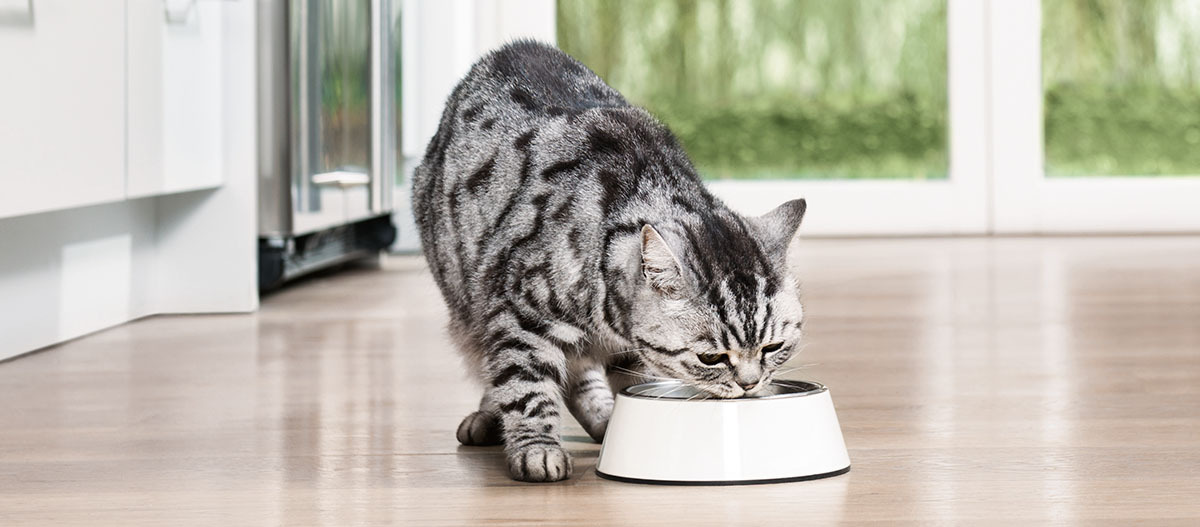 Graue getigerte Katze trinkt aus weißem Napf in moderner Küche mit Holzboden und großem Fenster