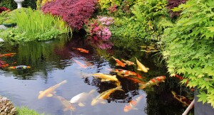 Garten & Teich Kategorie