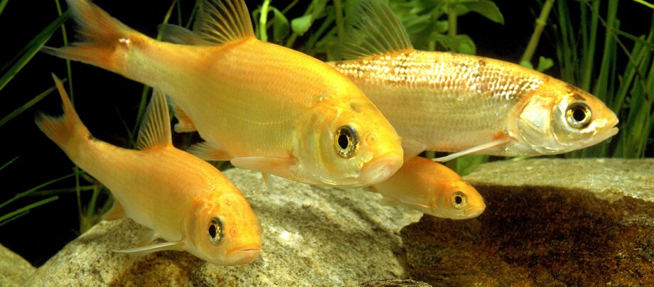 Nahaufnahme von vier kleinen Fischen, drei goldgelb und einer silbern, die in einem natürlichen Unterwasserlebensraum mit Steinen und Wasserpflanzen schwimmen.