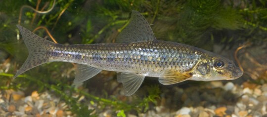 Nahaufnahme eines silbernen Süßwasserfisches mit schimmernden Schuppen in einem natürlichen Flusslebensraum