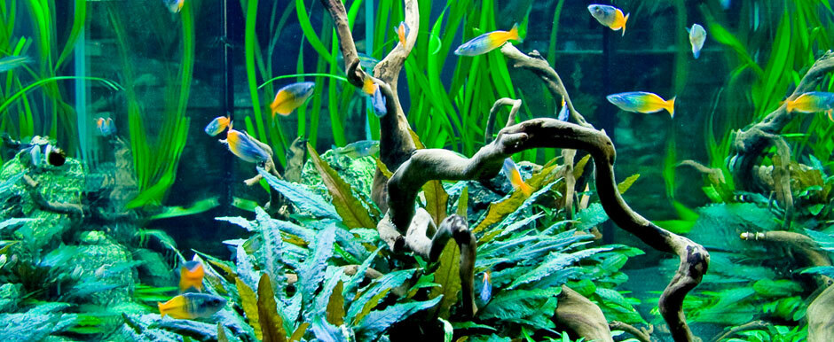 -5f365a8a2d0ec--5f365a8a2d0edaquaristik-st-aquascaping-info.jpg Aquascaping
