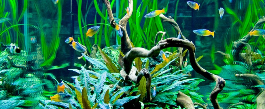 -5f365a8a2d0ec--5f365a8a2d0edaquaristik-st-aquascaping-info.jpg Buntes Süßwasser-Aquarium mit leuchtend blauen und orangen Fischen, grünen Wasserpflanzen und verwachsenen Treibholzästen.