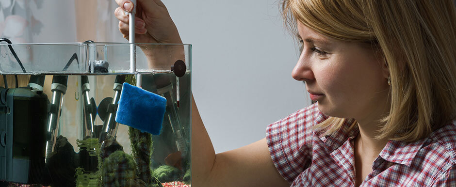 Aquarium-Pflege Frau reinigt Aquarium mit blauem Schwamm und sorgt für klares Wasser und gesunde Fische