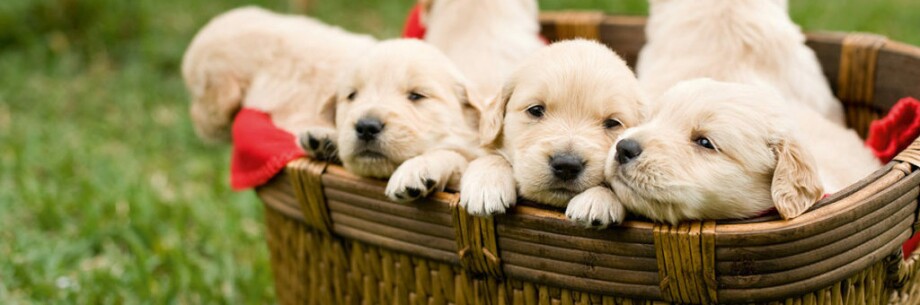 -5f3a4f5f415bd--5f3a4f5f415bfRatgeber-Hund-Erstausstattung-Welpenkorb-verhältnis-1200x397.jpg Welpen sitzen in einem Korb.