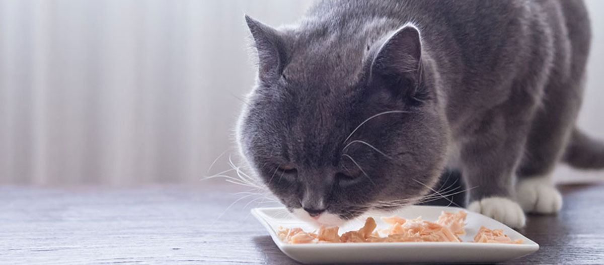 -5f3a86b2de111--5f3a86b2de112Ratgeber-Katze_Katzenfutter_Zutaten_1200x527.jpg Eine Katze frisst.