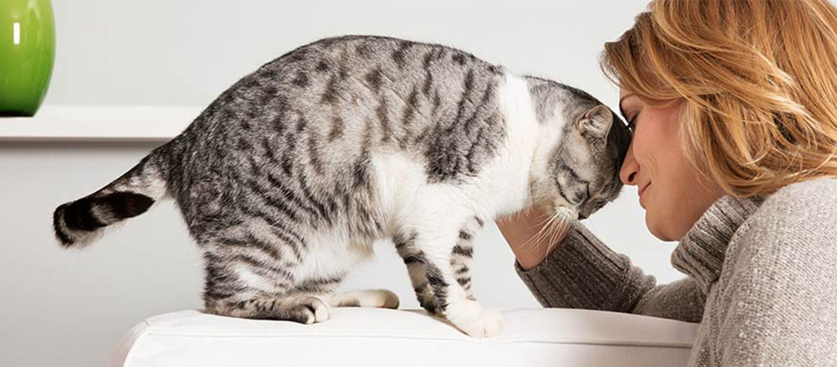 Eine Katze schmiegt ihren Kopf an den Kopf einer Frau Frau zeigt Zuneigung zu einer grau-weißen getigerten Katze durch Stirn-an-Stirn-Kontakt auf einem weißen Sofa