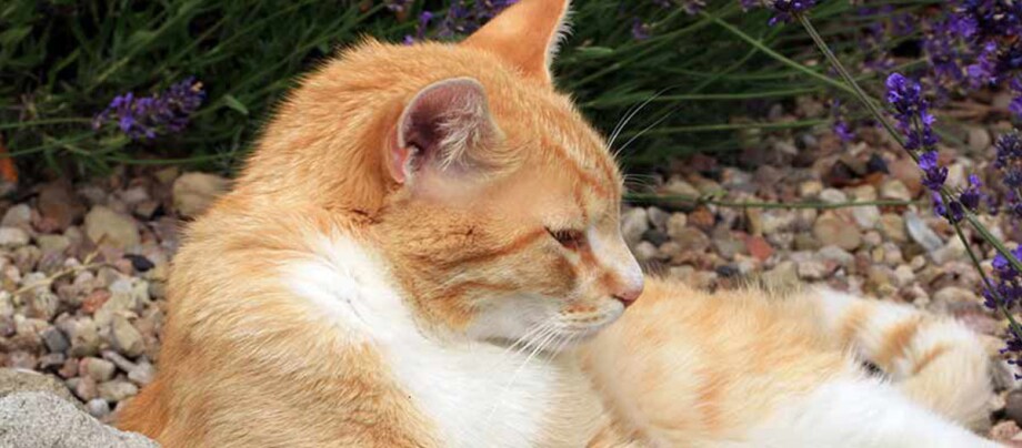 Eine Katze liegt auf Kieselsteinen Entspannte orange-weiße Katze liegt auf Kieselsteinen neben lila Blumen im Garten