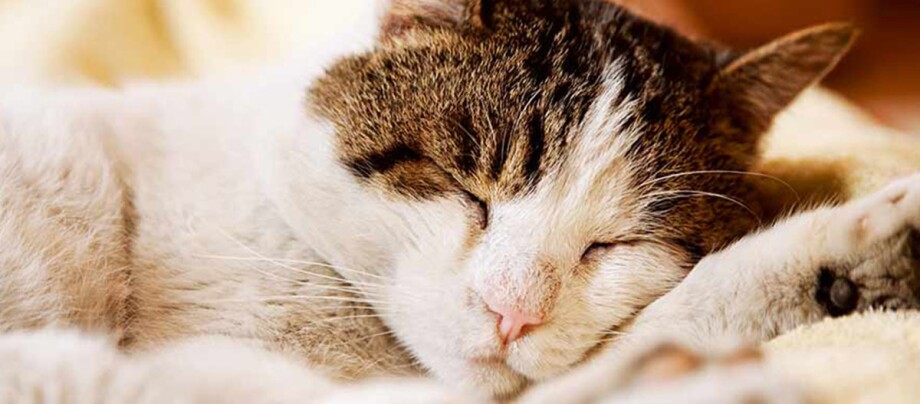 Eine Nahaufnahme einer schlafenden Katze Schlafende Katze mit weiß-braunem Fell, entspannt auf weicher Decke