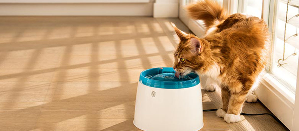 -5f3a86b9d7c60--5f3a86b9d7c72Ratgeber-Katze_Trinkverhalten_von_Katzen_1200x527.jpg Flauschige braun-weiße Katze trinkt aus modernem weiß-blauem Haustier-Wasserbrunnen auf Holzboden neben sonnigem Fenster mit Jalousien