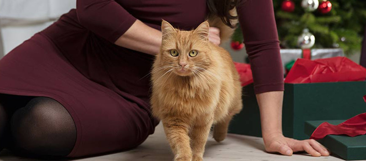 -5f3a86bcccec4--5f3a86bcccec5Ratgeber-Katze_Weihnachten_mit_der_Katze_1200x527.jpg Eine Katze vor dem Weihnachtsbaum.